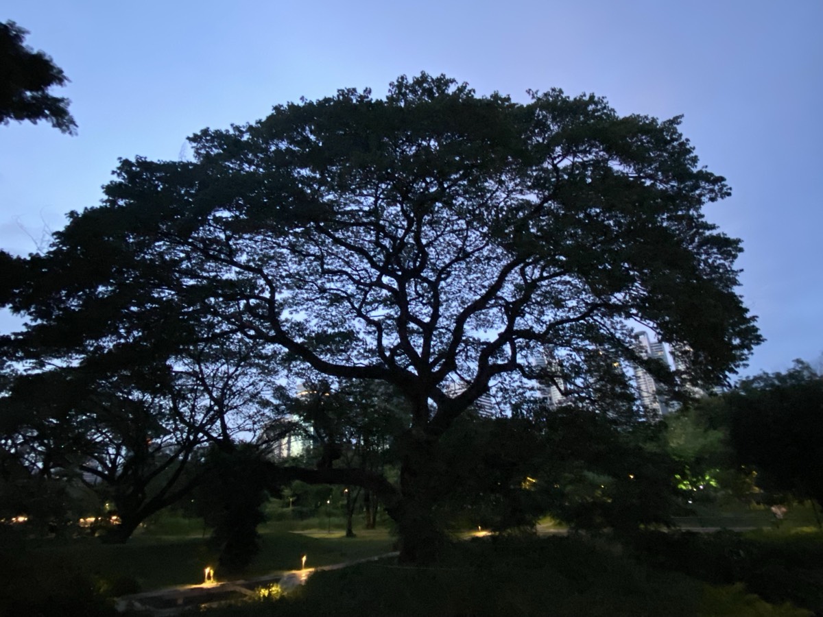 Lumpini Park Lake Bangkok – บึงสวนลุมพินี กรุงเทพฯ
